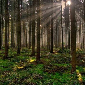 NIIF para los contratos de electricidad dependientes de la naturaleza El IASB actualiza las Normas de Contabilidad NIIF para los contratos de electricidad dependientes de la naturaleza – Alerta para las empresas eléctricas